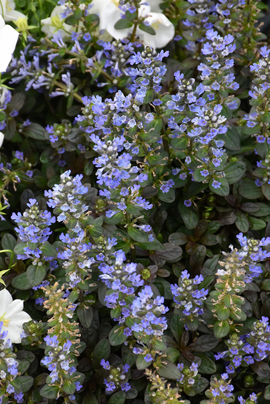 Chocolate Chip Bugleweed (Ajuga reptans 'Chocolate Chip') at Schaefer Greenhouses