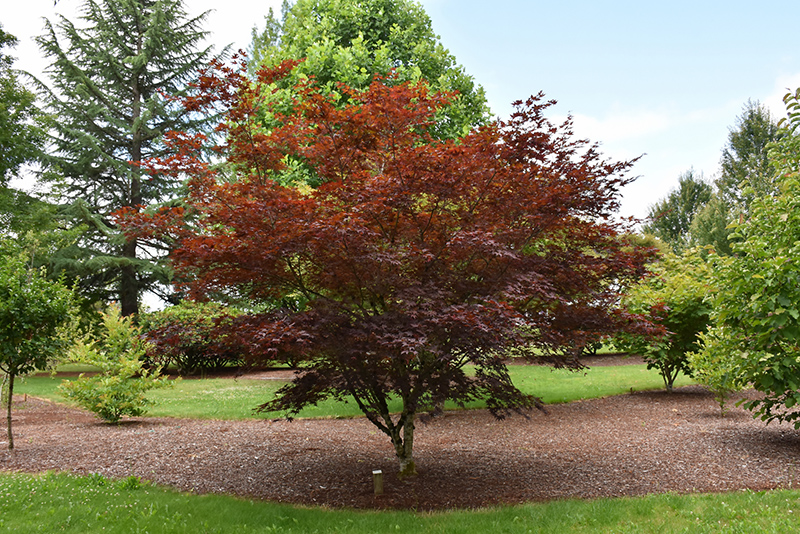 Crimson Prince Japanese Maple (Acer palmatum 'Crimson Prince') at Schaefer Greenhouses