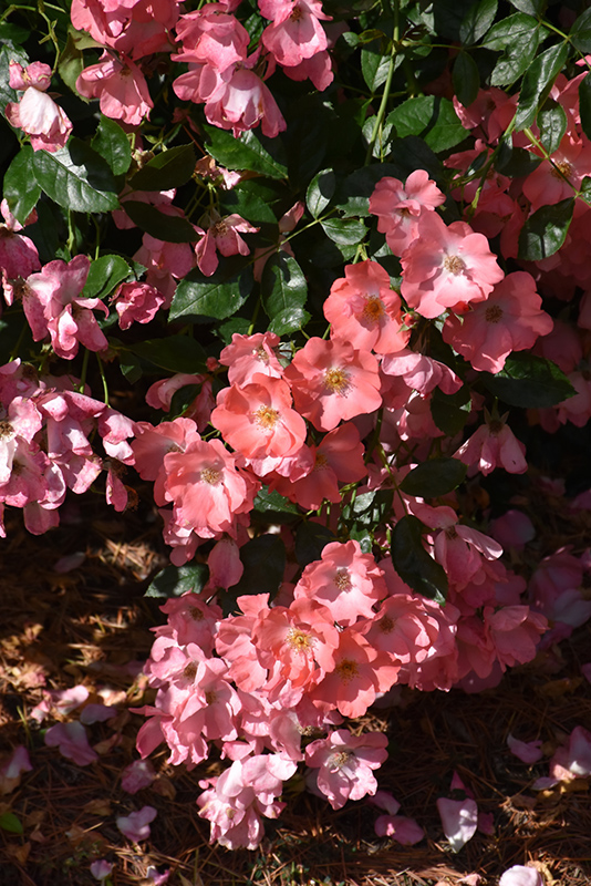 Flower Carpet Coral Rose (Rosa 'Flower Carpet Coral') at Schaefer Greenhouses