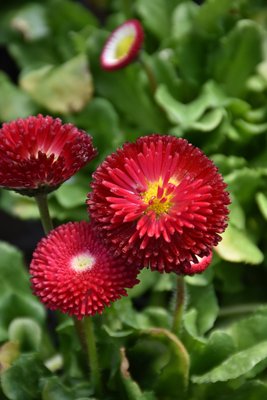 Bellisima Red English Daisy (Bellis perennis 'Bellissima Red') at Schaefer Greenhouses
