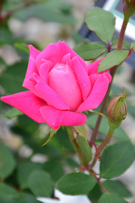 Pink Double Knock Out Rose (Rosa 'Radtkopink') at Schaefer Greenhouses