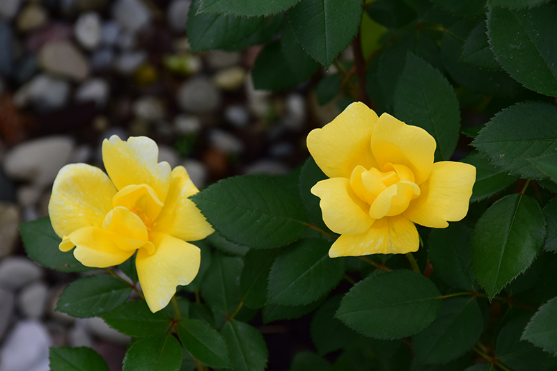 Sunny Knock Out Rose (Rosa 'Radsunny') at Schaefer Greenhouses