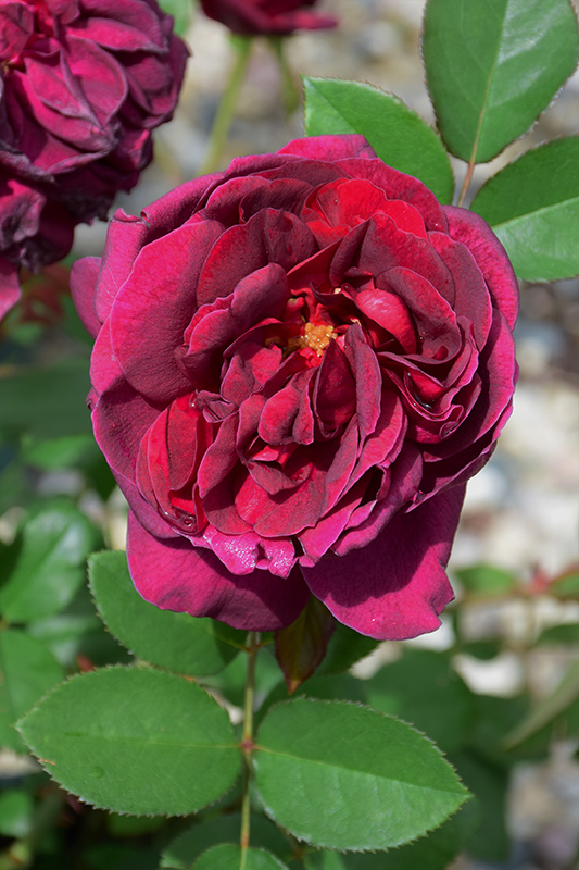 Darcey Bussell Rose (Rosa 'Darcey Bussell') at Schaefer Greenhouses