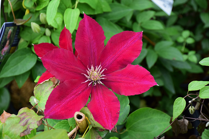 Rebecca Clematis (Clematis 'Rebecca') at Schaefer Greenhouses