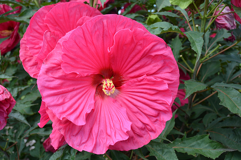 Summer In Paradise Hibiscus (Hibiscus 'Summer In Paradise') at Schaefer Greenhouses