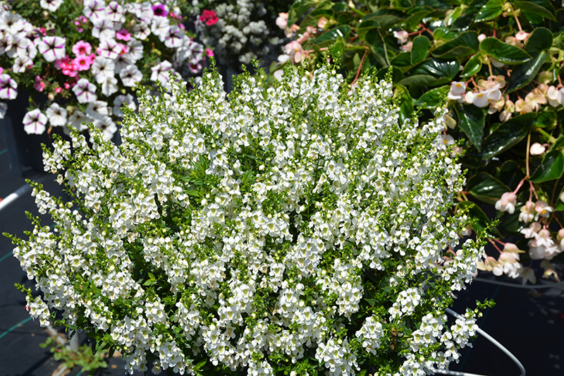 Serenita White Angelonia (Angelonia angustifolia 'PAS811168') at Schaefer Greenhouses