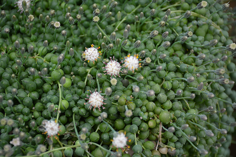 String Of Pearls (Senecio rowleyanus) at Schaefer Greenhouses