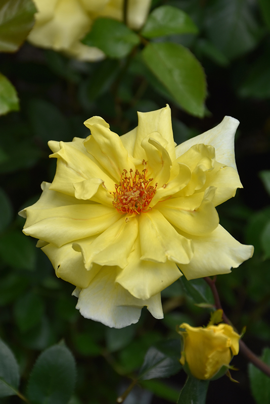 Golden Showers Rose (Rosa 'Golden Showers') at Schaefer Greenhouses