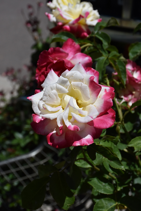 Double Delight Rose (Rosa 'Double Delight') at Schaefer Greenhouses