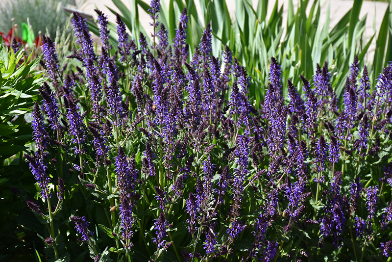 Violet Riot Sage (Salvia nemorosa 'Violet Riot') at Schaefer Greenhouses