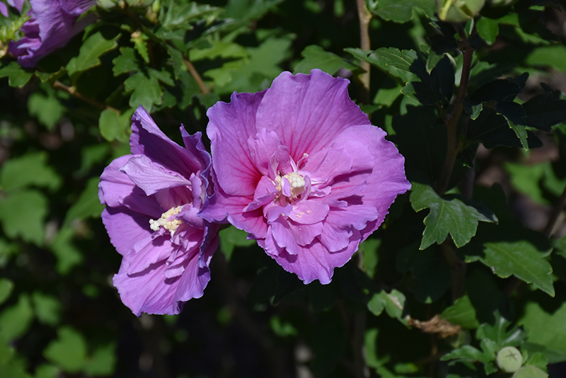 Dark Lavender Chiffon Rose Of Sharon (Hibiscus syriacus 'SMNHSPCL') at Schaefer Greenhouses