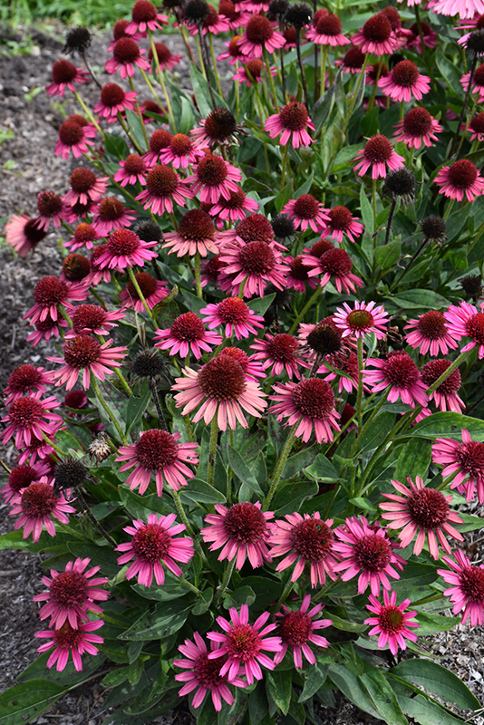 Delicious Candy Coneflower (Echinacea 'Delicious Candy') at Schaefer Greenhouses