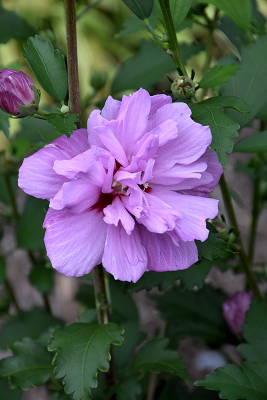 Ardens Rose of Sharon (Hibiscus syriacus 'Ardens') at Schaefer Greenhouses
