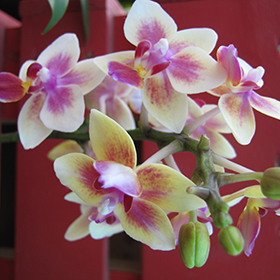 Orchid Photo