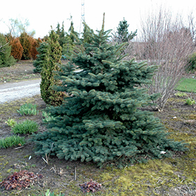 Spring Blast Spruce (Picea pungens 'Spring Blast') in Aurora Oswego Batavia  Montgomery Naperville Illinois IL at Schaefer Greenhouses